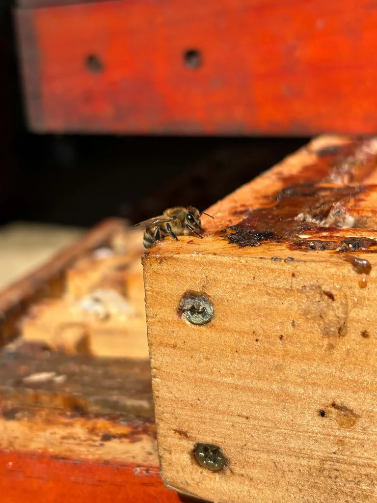 Ariège Valley's Artisan Food Trail: A Delicious Adventure