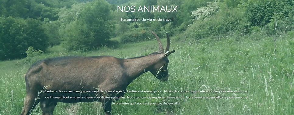 Connect with Animals at La Bellakina: A Unique Experience in the Ariège
