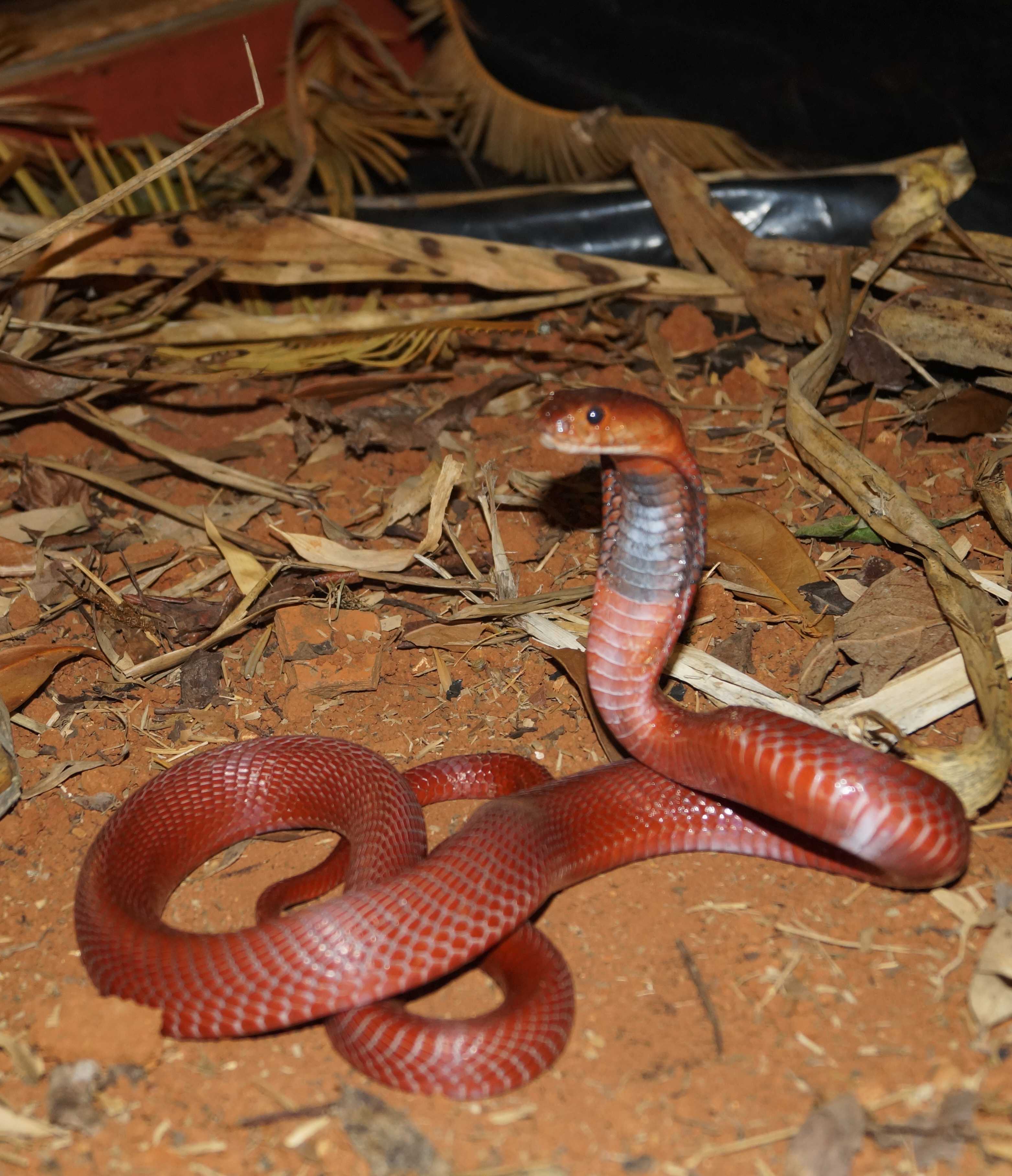 Discover the Fascinating World of Reptiles in Ariège