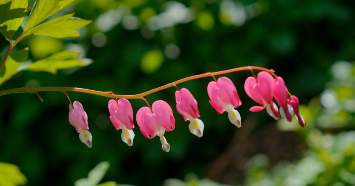 Discover the Secrets of Synergistic Gardening in Augirein