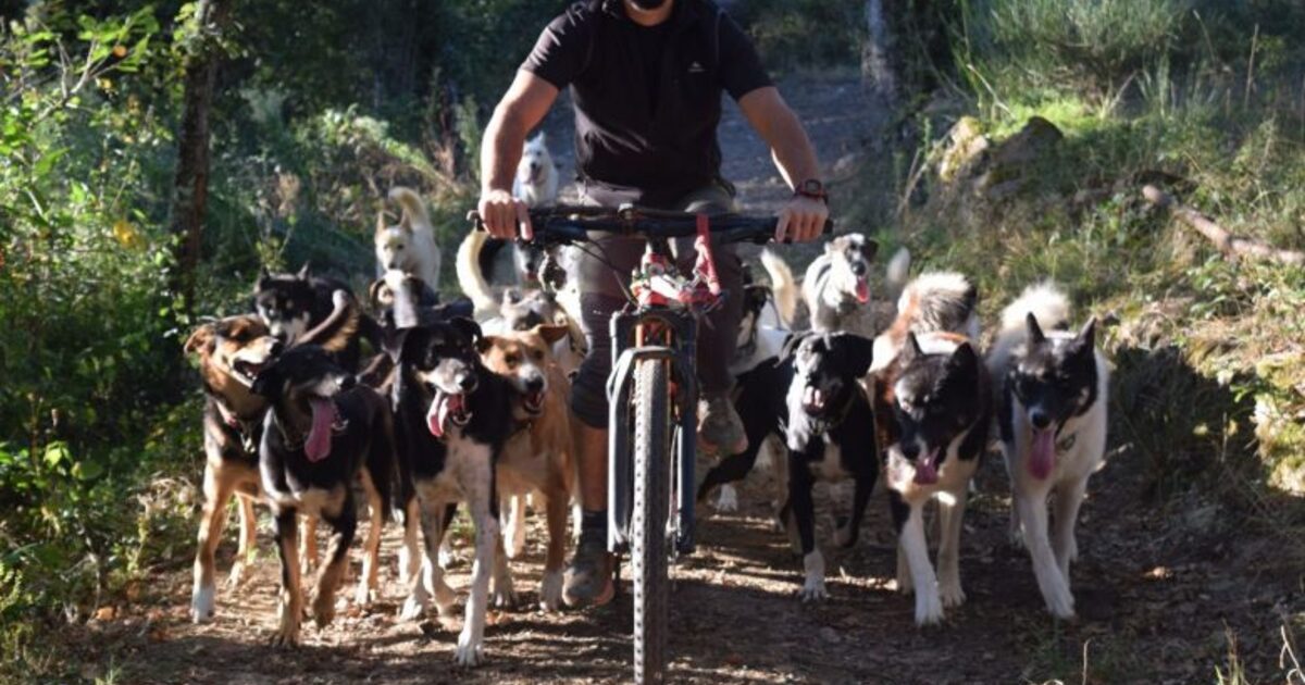 Meet Aneto and His Sled Dog Friends